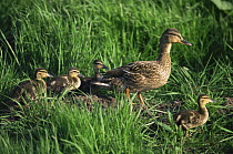 Mallard duck female with ducklings {Anas platyrhynchos} Zeeland, Holland