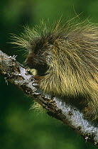 North American porcupine {Erethizon dorsatum} climbing, USA