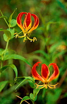 Flame lily {Gloriosa rothschildiana} national flower of Zimbabwe