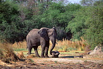 African elephant {Loxodonta africana}, fondling bones of dead elephant, South Africa