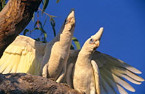 Little Corella cockatoo {Cacatua sanguinea} pair in territorial display, Kakadu NP, Australia