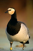 Tagged Barnacle goose portrait {Branta leucopsis}, Solway Firth, Cumbria, UK