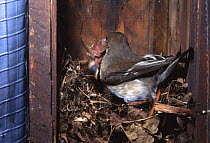 Pied flycatcher female (Ficedula hypoleuca) removes dead chick from nest box, UK