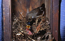 Pied flycatcher bigamised female (Ficedula hypoleuca) feeding young chick in nest box, UK