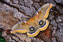 Polyphemus moth {Antheraea polyphemus} portrait on bark, Adirondacks, New York USA