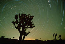 Star trails in night sky Joshua Tree NP, California, USA