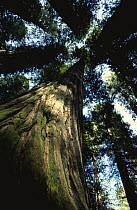 High angle shot of Redwood tree {Metasequoia sp} Redwood NP, California, USA