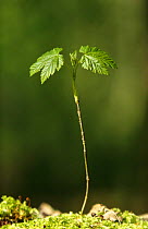 Sycamore seedling {Acer pseudoplatanus} Germany