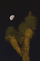 Joshua tree {Yucca brevifolia} at night, with half moon in the background. Joshua Tree NP, California