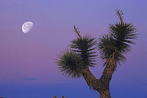 Joshua tree {Yucca brevifolia} with half moon in the background. Joshua Tree NP, California