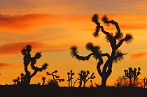 Joshua trees {Yucca brevifolia} silhouetted at sunset, Joshua Tree NP, California