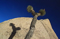 Joshua tree {Yucca brevifolia} casting a shadow against a rock, Joshua Tree NP, California