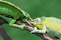 Jackson's chameleons fighting {Chamaeleo jacksonii} Kenya