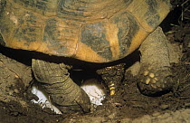 Close up of Hermann's tortoise {Testudo hermanni} laying eggs, France