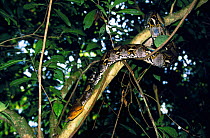 Reticulated python {Python reticulata} climbing tree, Khao NP, Thailand