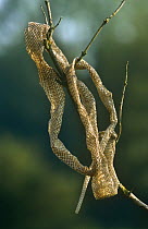 Shed skin of Aesculapian snake {Elaphe longissima} Germany
