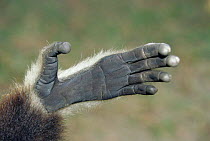 Hand of White handed gibbon {Hylobates lar}