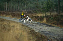 Husky dogs pulling sled in race, Dorset, UK