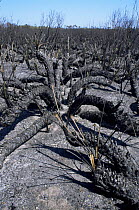 Palmetto habitat after fire with burnt plants, Florida, USA