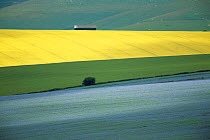 Arable crops in patchwork landscape. Oil seed rape, Wheat and Flax. Wiltshire, UK