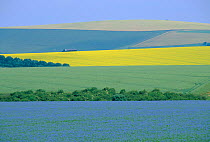 Arable crops in patchwork landscape. Oil seed rape, wheat and Flax. Wiltshire, UK linseed