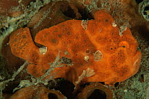 Painted frogfish {Antennarius pictus} Sulawesi, Indonesia