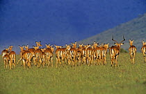 Impala (Aepyceros melampus) rear view of a male following female herd, Masai Mara GR, Kenya