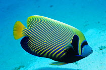 Emperor angelfish {Pomacanthus imperator} Red Sea, Egypt