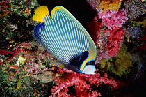 Emperor angelfish at coral reef {Pomacanthus imperator} Andaman sea, Thailand