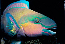 Bullethead parrotfish {Scarus sordidus} Red Sea