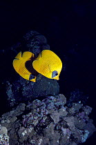 Golden butterflyfish pair on reef {Chaetodon semilarvatus} Red Sea