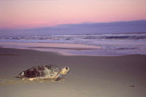 Loggerhead turtle on beach {Caretta caretta} returning to sea after egg laying