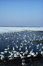 Mixed flocks of waterfowl on lake. Ducks, Whooper and Bewick swans, Welney, Norfolk, UK