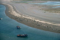 Aerial view of tourists watching Seals from boat, Blakeney point, Norfolk, UK