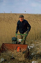 Reed cutting, Cley Nature Reserve, Norfolk, UK