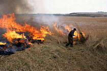 Controlled burning of cut reeds, Cley Nature Reserve, Norfolk, UK
