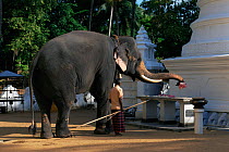 Domestic Tusker Asian elephant (Elephas maximus) presents lotus flowers at Buddhist temple, Kataragama, Sri Lanka's second most sacred place of pilgrimage