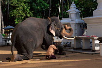 Domestic Tusker Asian elephant (Elephas maximus) kneeling infront of Buddhist temple, Kataragama, Sri Lanka's second most sacred place of pilgrimage