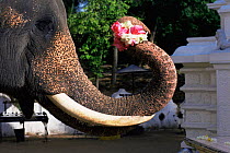 Domestic Tusker Asian elephant (Elephas maximus) presents lotus flowers at Buddhist temple, Kataragama, Sri Lanka's second most sacred place of pilgrimage