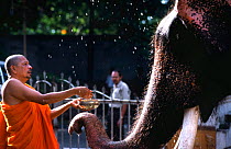 Buddhist priest bathes domestic Asian elephant {Elephas maximus} Gangaramaya temple, Colombo, Sri Lanka