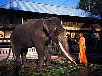 Buddhist priest bathes domesticated temple Asian Elephant (Elephas maximus) Gangaramaya temple, Colombo, Sri Lanka