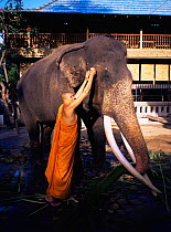 Buddhist priest rubs oil on musth gland of domesticated temple Asian elephant (Elephas maximus) Garamaya temple, Colombo, Sri Lanka