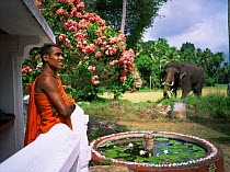 Buddhist priest and domesticated temple Asian elephant (Elephas maximus) in gardens, Pinnawella, Sri Lanka