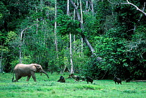 Western lowland gorillas and Forest elephant in rainforest clearing, Odzala NP, Democratic Republic of Congo.
