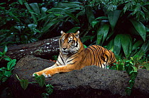 Sumatran tiger {Panthera tigris sumatrae} captive.
