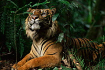 Sumatran tiger {Panthera tigris sumatrae} captive