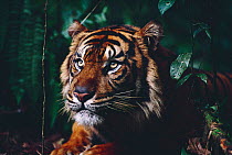 Sumatran tiger {Panthera tigris sumatrae}