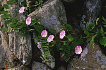 Field bindweed {Convolvulus arvensis} growing in stone wall. Southern England, UK