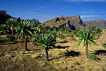 Simien NP. Mt Inatye and Lobelia rhynchopetalum, Ethiopia