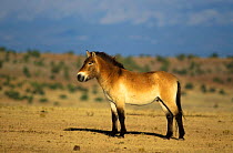Przewalski horse {Equus ferus przewalski}   USA Canyon Colorado Equid sanctuary